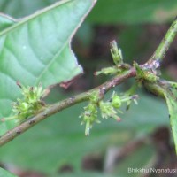 Glochidion stellatum (Retz.) Bedd. Retz.